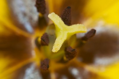 Intérieur de tulipe_4603440379_l.jpg